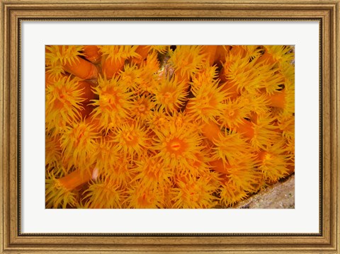 Framed Orange Cup Coral marine life, Netherlands Antilles Print