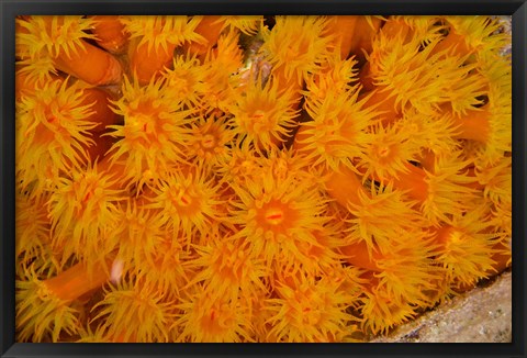 Framed Orange Cup Coral marine life, Netherlands Antilles Print