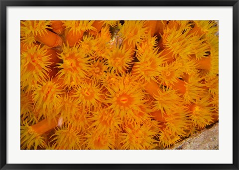 Framed Orange Cup Coral marine life, Netherlands Antilles Print