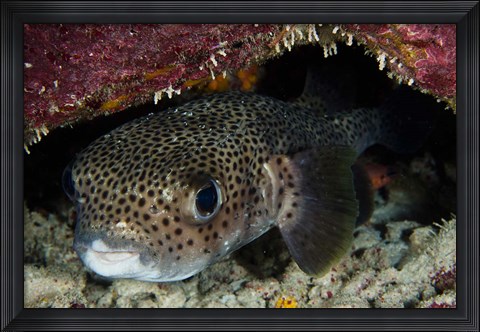 Framed Porcupine Fish, Bonaire, Netherlands Antilles, Caribbean Print