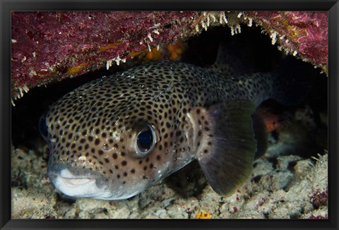 Framed Porcupine Fish, Bonaire, Netherlands Antilles, Caribbean Print