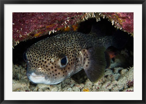 Framed Porcupine Fish, Bonaire, Netherlands Antilles, Caribbean Print
