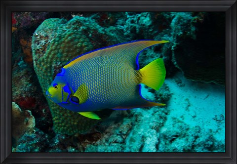 Framed Queen Angelfish, Bonaire, Netherlands Antilles Print