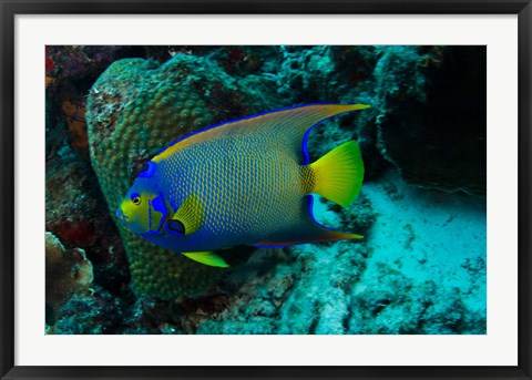 Framed Queen Angelfish, Bonaire, Netherlands Antilles Print