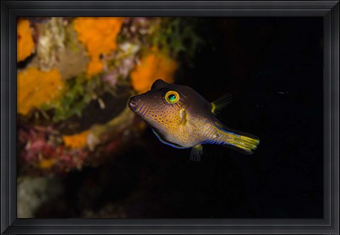 Framed Sharpnose Puffer fish, Bonaire, Netherlands Antilles Print