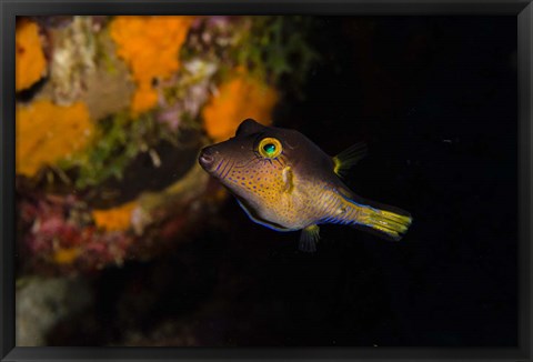 Framed Sharpnose Puffer fish, Bonaire, Netherlands Antilles Print