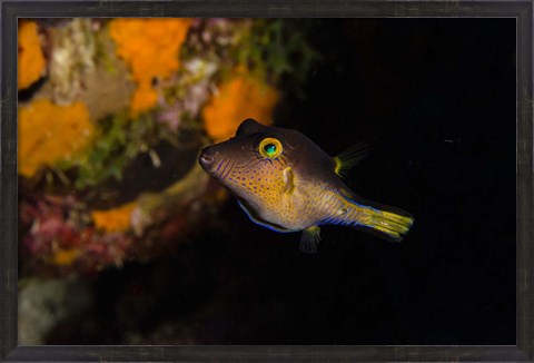 Framed Sharpnose Puffer fish, Bonaire, Netherlands Antilles Print