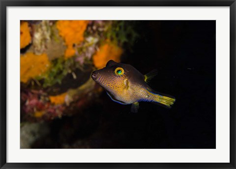 Framed Sharpnose Puffer fish, Bonaire, Netherlands Antilles Print