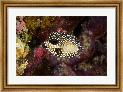 Framed Smooth Trunkfish, Bonaire, Netherlands Antilles Print