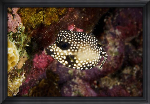 Framed Smooth Trunkfish, Bonaire, Netherlands Antilles Print