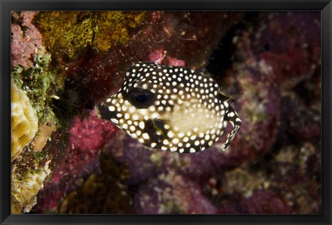 Framed Smooth Trunkfish, Bonaire, Netherlands Antilles Print