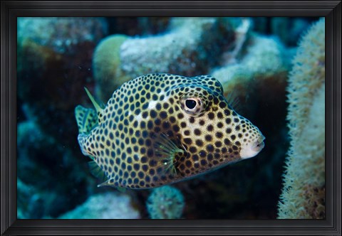 Framed Spotted Trunkfish, Bonaire, Netherlands Antilles Print
