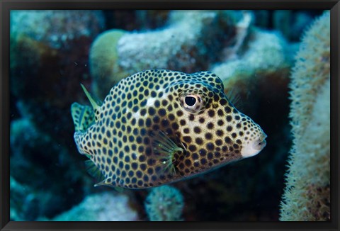 Framed Spotted Trunkfish, Bonaire, Netherlands Antilles Print