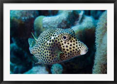 Framed Spotted Trunkfish, Bonaire, Netherlands Antilles Print