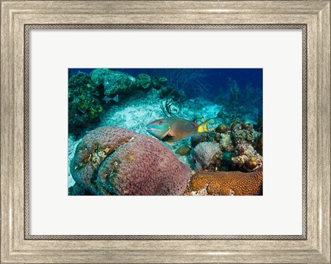 Framed Stoplight Parrotfish, Bonaire, Netherlands Antilles Print