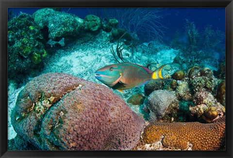 Framed Stoplight Parrotfish, Bonaire, Netherlands Antilles Print