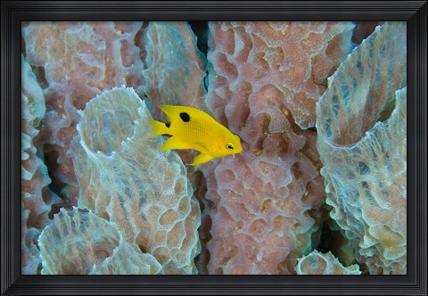 Framed Threespot Damselfish, Azure Vase Sponge, Caribbean Print