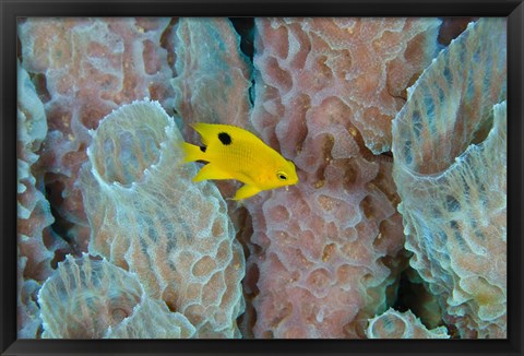 Framed Threespot Damselfish, Azure Vase Sponge, Caribbean Print