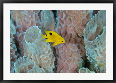 Framed Threespot Damselfish, Azure Vase Sponge, Caribbean Print