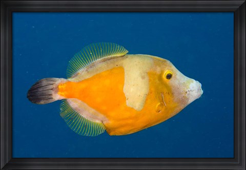 Framed Whitespotted File fish Orange Phase, Bonaire, Caribbean Print