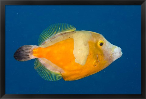 Framed Whitespotted File fish Orange Phase, Bonaire, Caribbean Print