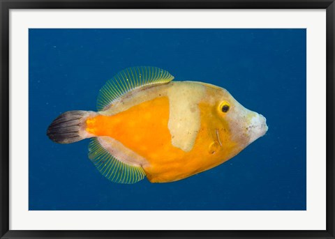 Framed Whitespotted File fish Orange Phase, Bonaire, Caribbean Print