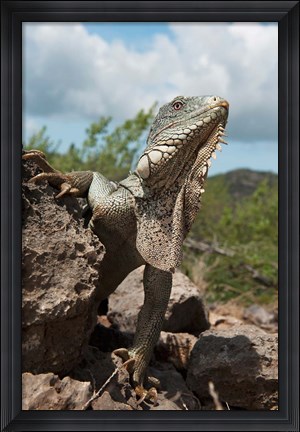 Framed Green Iguana lizard, Slagbaai NP, Netherlands Antilles Print