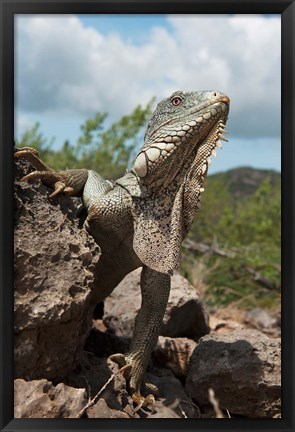 Framed Green Iguana lizard, Slagbaai NP, Netherlands Antilles Print