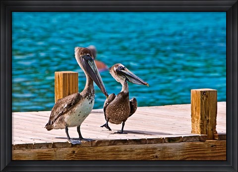 Framed Brown Pelican Print