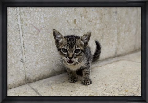 Framed Cute kitten on the streets of Old Havana, Havana, Cuba Print