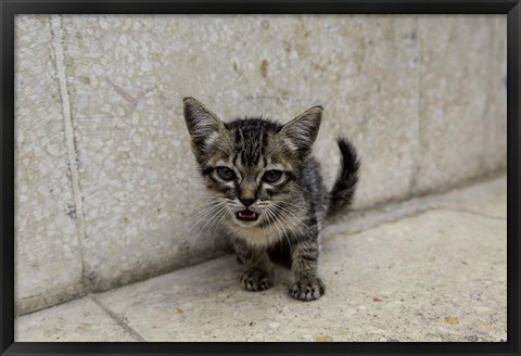 Framed Cute kitten on the streets of Old Havana, Havana, Cuba Print