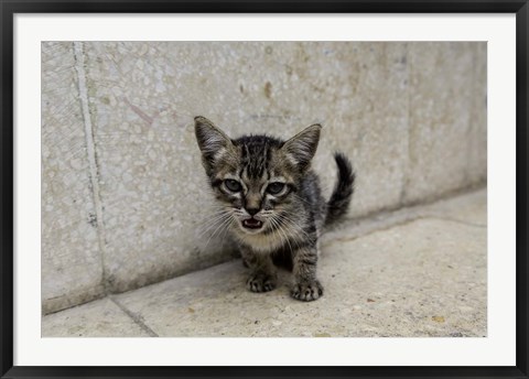 Framed Cute kitten on the streets of Old Havana, Havana, Cuba Print