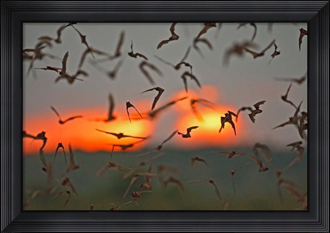 Framed Mexican Free-Tailed Bats, Concan, Texas, USA Print