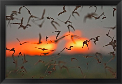 Framed Mexican Free-Tailed Bats, Concan, Texas, USA Print