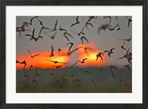 Framed Mexican Free-Tailed Bats, Concan, Texas, USA Print