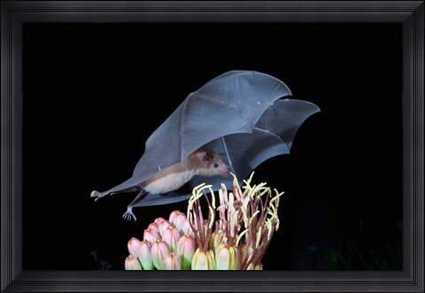 Framed Leafnosed Fruit Bat, Arizona, USA Print