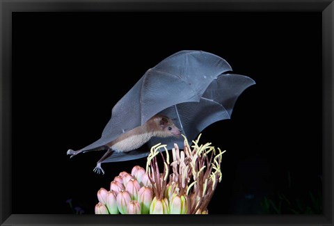 Framed Leafnosed Fruit Bat, Arizona, USA Print