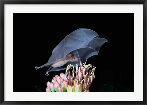 Framed Leafnosed Fruit Bat, Arizona, USA Print