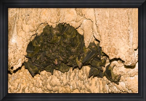 Framed Bat wildlife, Cave, Ankarana NP, Madagascar Print