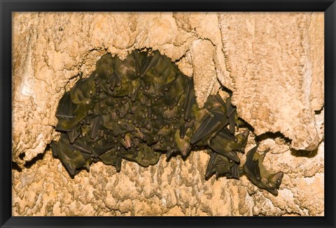 Framed Bat wildlife, Cave, Ankarana NP, Madagascar Print