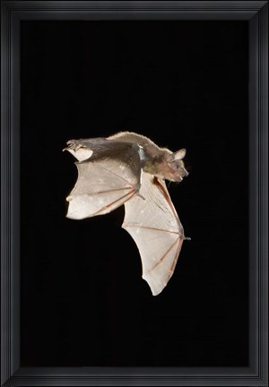 Framed Evening Bat leaving Day roost in tree hole, Texas Print