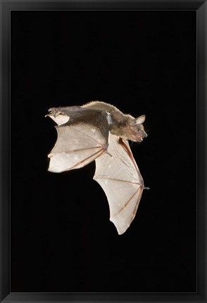 Framed Evening Bat leaving Day roost in tree hole, Texas Print