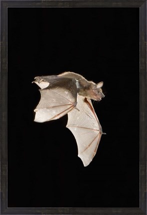 Framed Evening Bat leaving Day roost in tree hole, Texas Print
