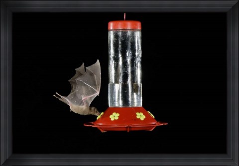 Framed Lesser Long-nosed Bat feeding, Tuscon, Arizona Print