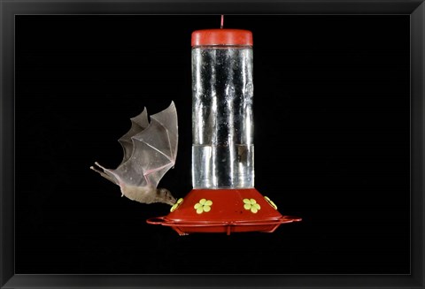 Framed Lesser Long-nosed Bat feeding, Tuscon, Arizona Print