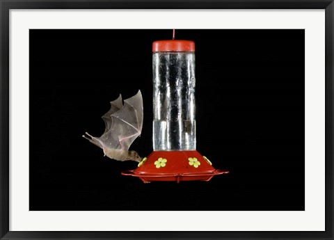 Framed Lesser Long-nosed Bat feeding, Tuscon, Arizona Print