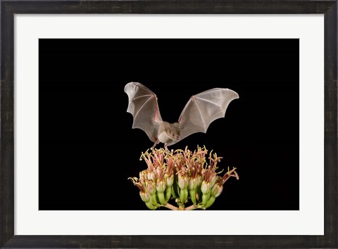 Framed Lesser Long-nosed Bat, Tuscon, Arizona Print