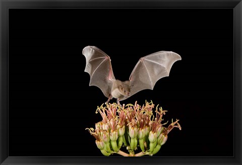 Framed Lesser Long-nosed Bat, Tuscon, Arizona Print