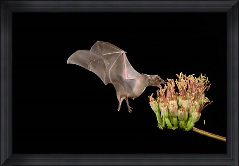 Framed Lesser Long-nosed Bat Print