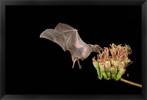 Framed Lesser Long-nosed Bat Print